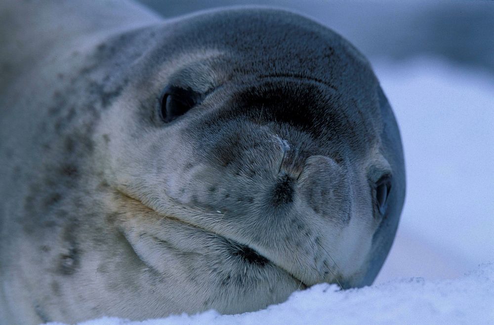 Cute seal face close up. Free public domain CC0 photo.