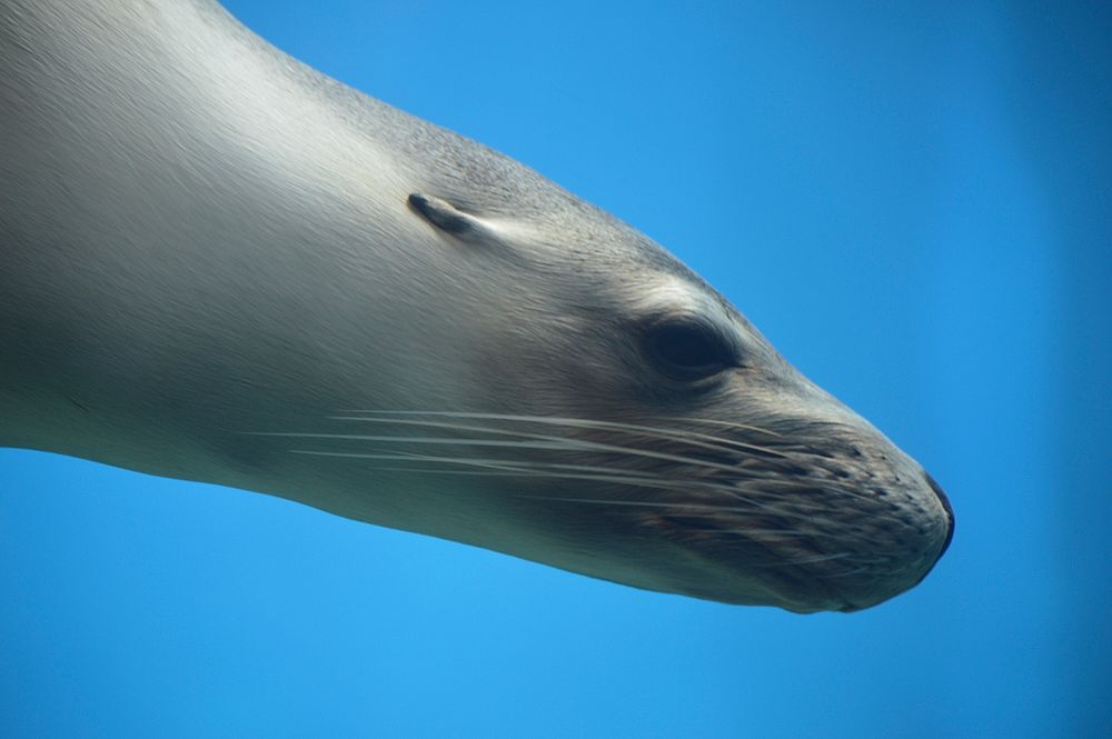 Seal underwater face close up. Free public domain CC0 photo.