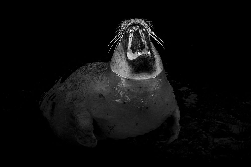 Seal mouth open in water. Free public domain CC0 photo.