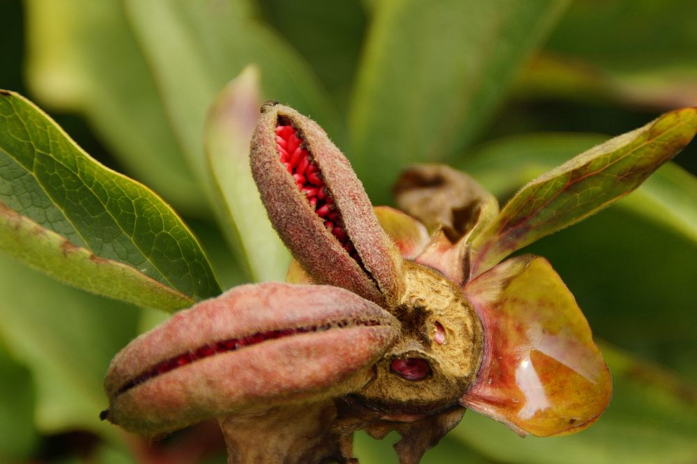 Chestnut. Free public domain CC0 image.