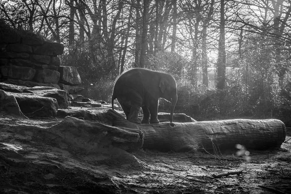 Free baby elephant image, public domain wild animal CC0 photo.