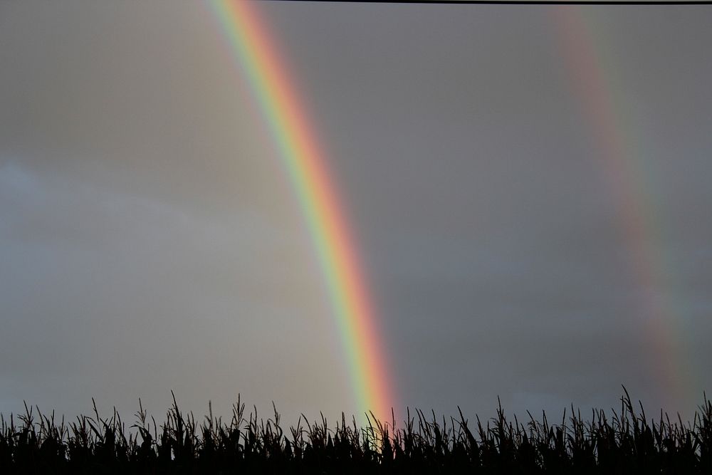 Double rainbows over corn field. Free public domain CC0 image.