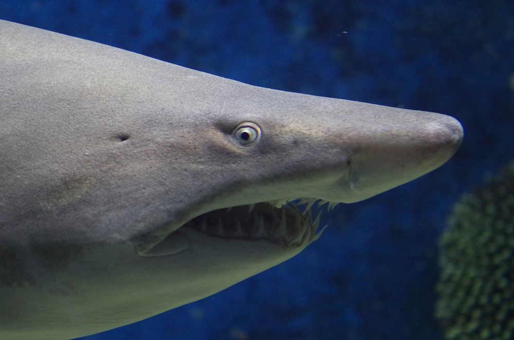 Sand tiger shark close up. Free public domain CC0 photo/image.