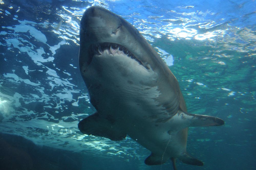 Great white shark close up. Free public domain CC0 photo/image.
