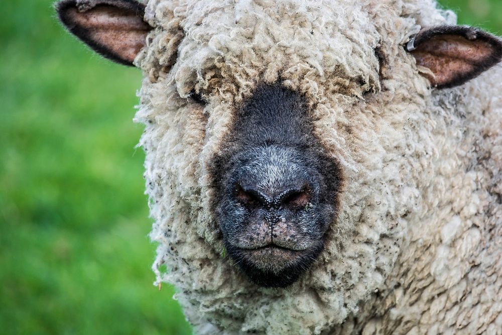 Close up sheep head. Free public domain CC0 photo.