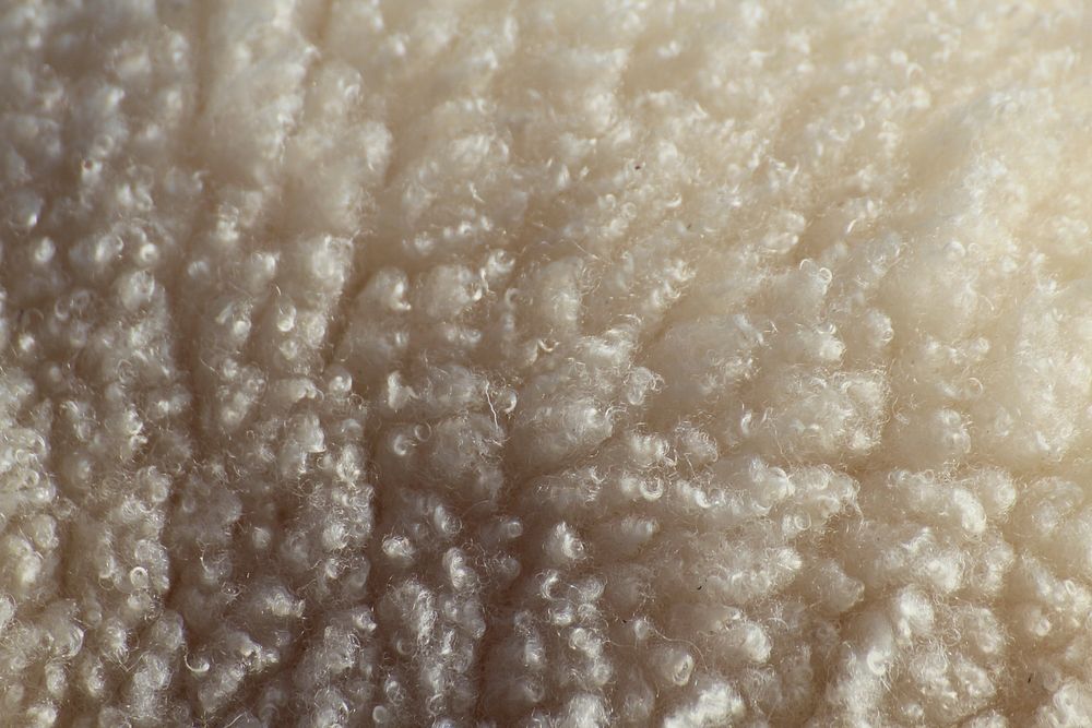 Close up sheep wool. Free public domain CC0 photo.
