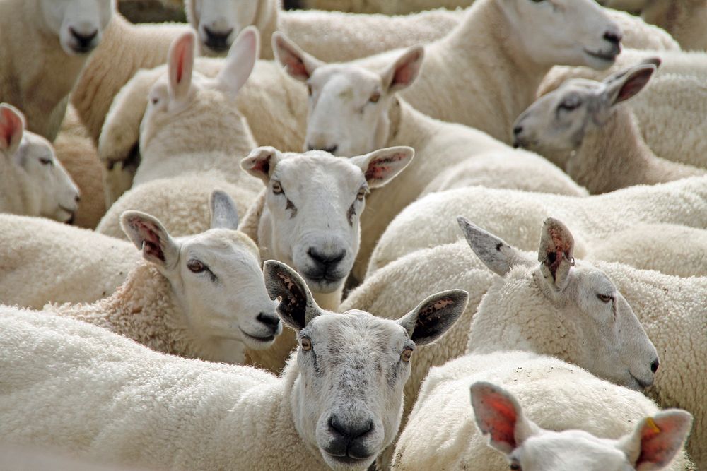 Sheep herd. Free public domain CC0 photo.