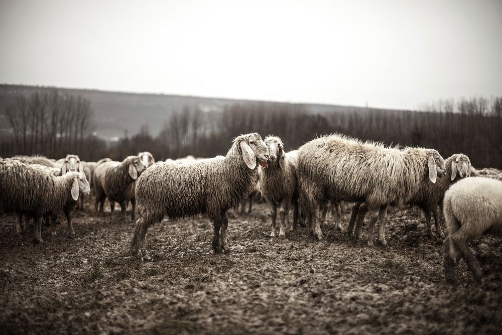 Sheep herd. Free public domain CC0 photo.