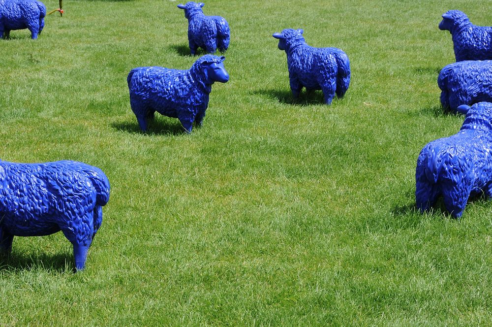 Blue sheep on grass field. Free public domain CC0 photo.
