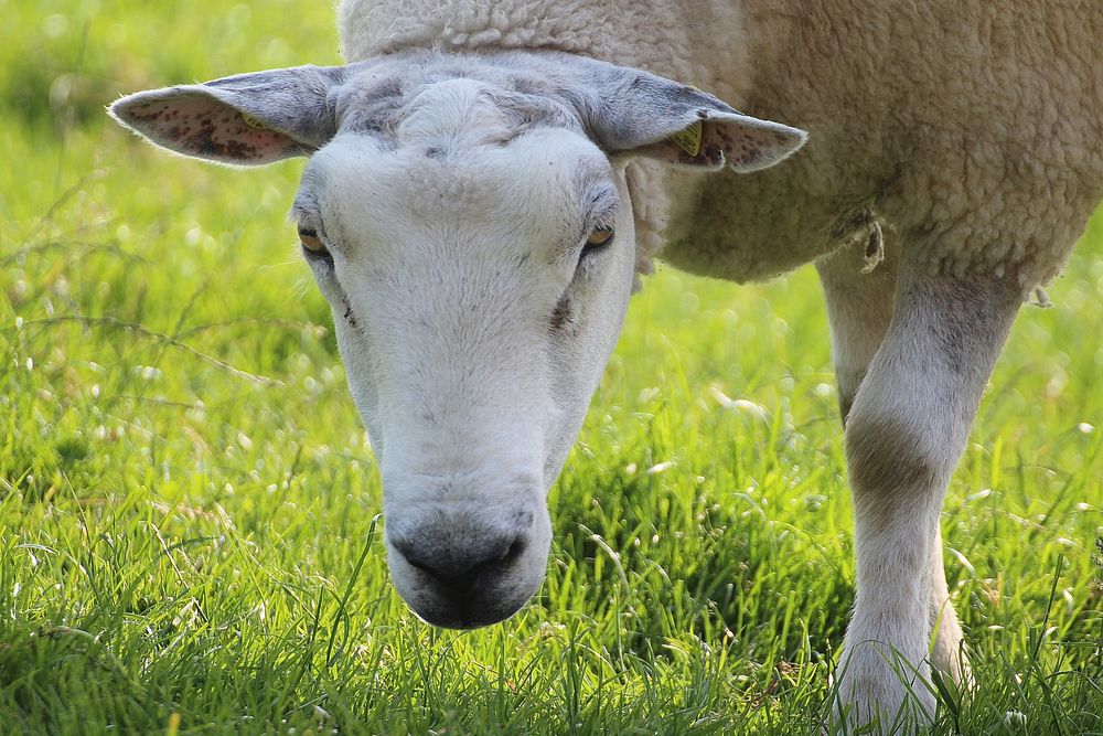 Sheep on grass field. Free public domain CC0 photo.