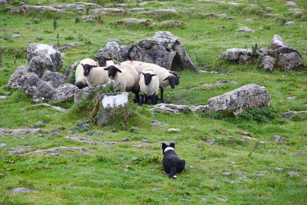 Dog watching sheep in grass field. Free public domain CC0 photo