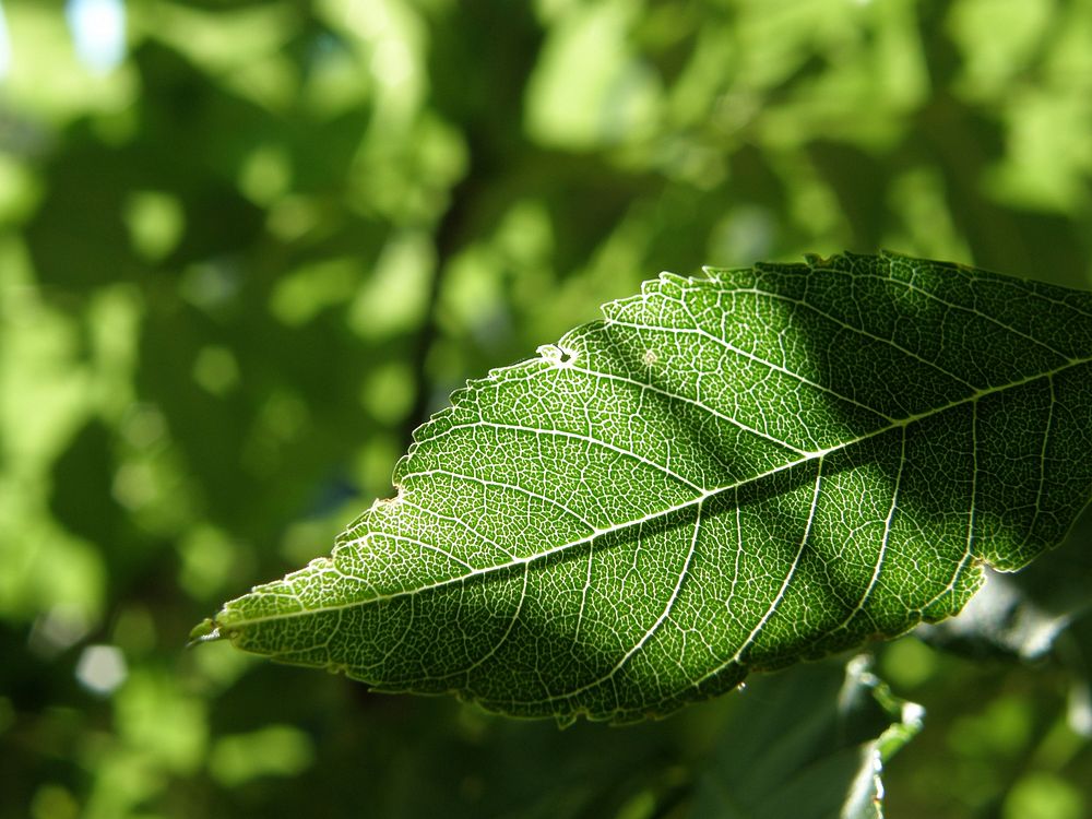 Beautiful nature background. Free public domain CC0 photo.