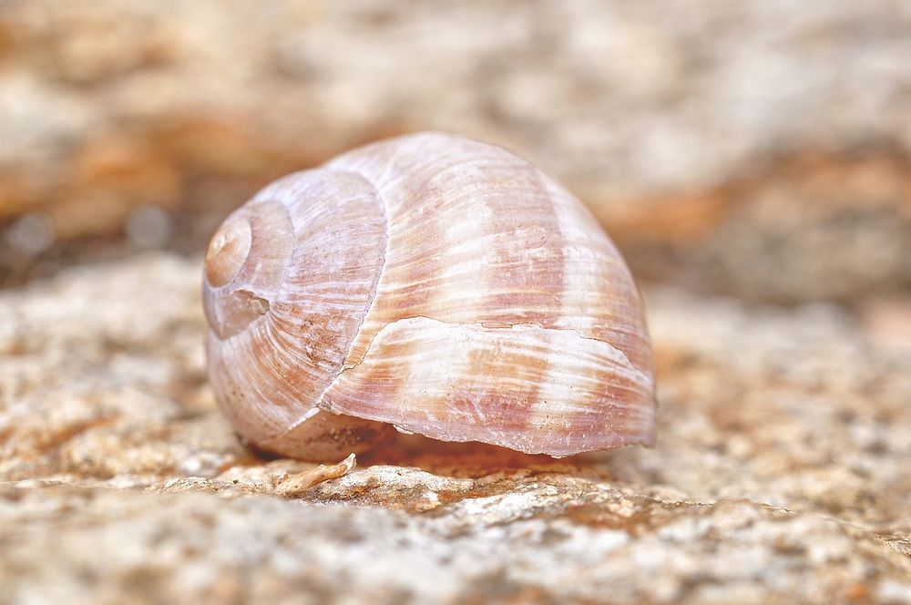 Sea shell close up. Free public domain CC0 image.