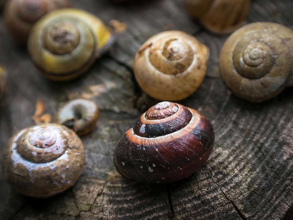 Snail shells closeup. Free public domain CC0 image.