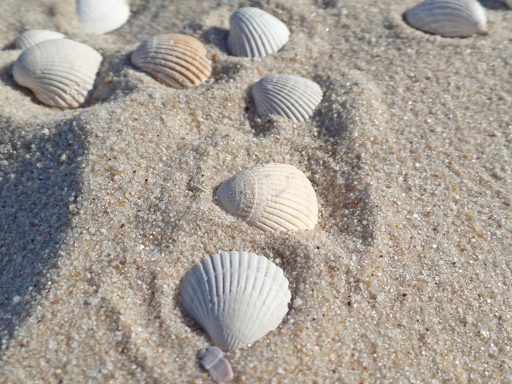 Beach sea shells close up. Free public domain CC0 image.