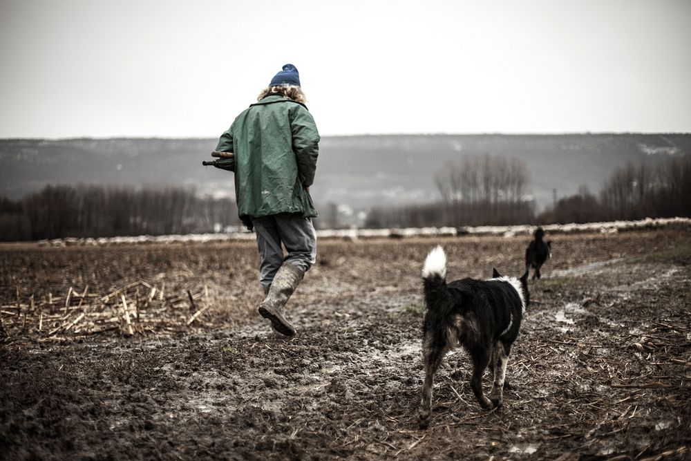 Dog walking with person on dirt floor. Free public domain CC0 photo