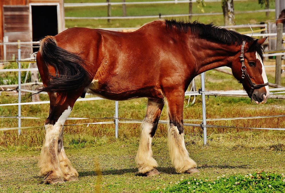 Shire horse at stable. Free public domain CC0 photo.