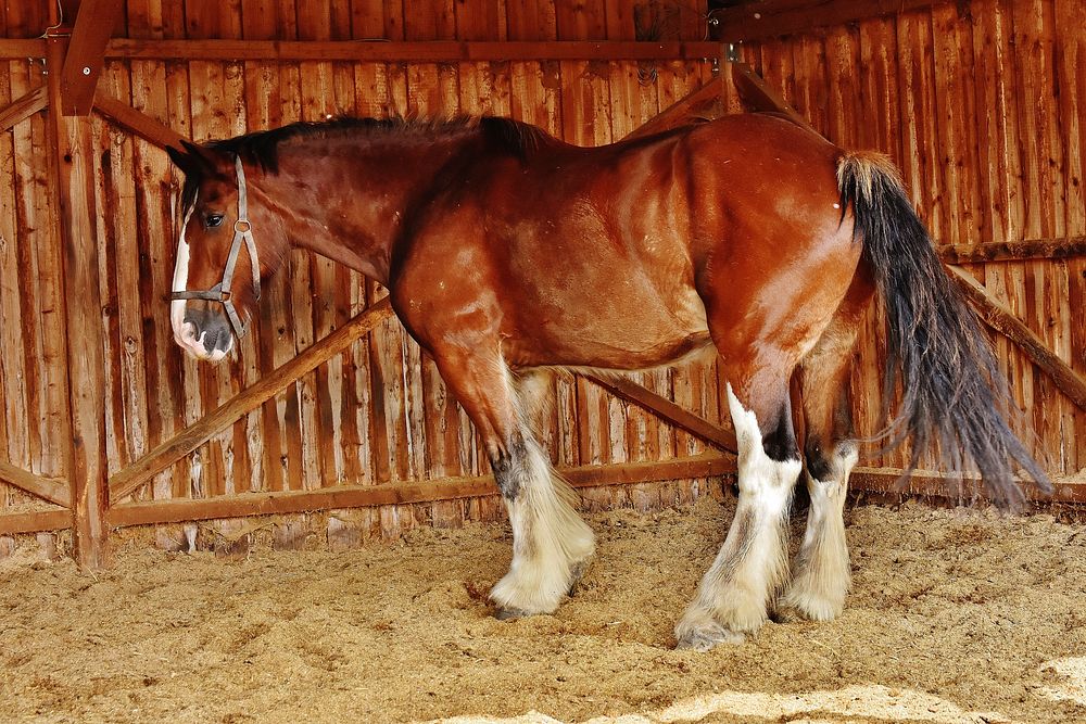 Shire horse at stable. Free public domain CC0 photo.