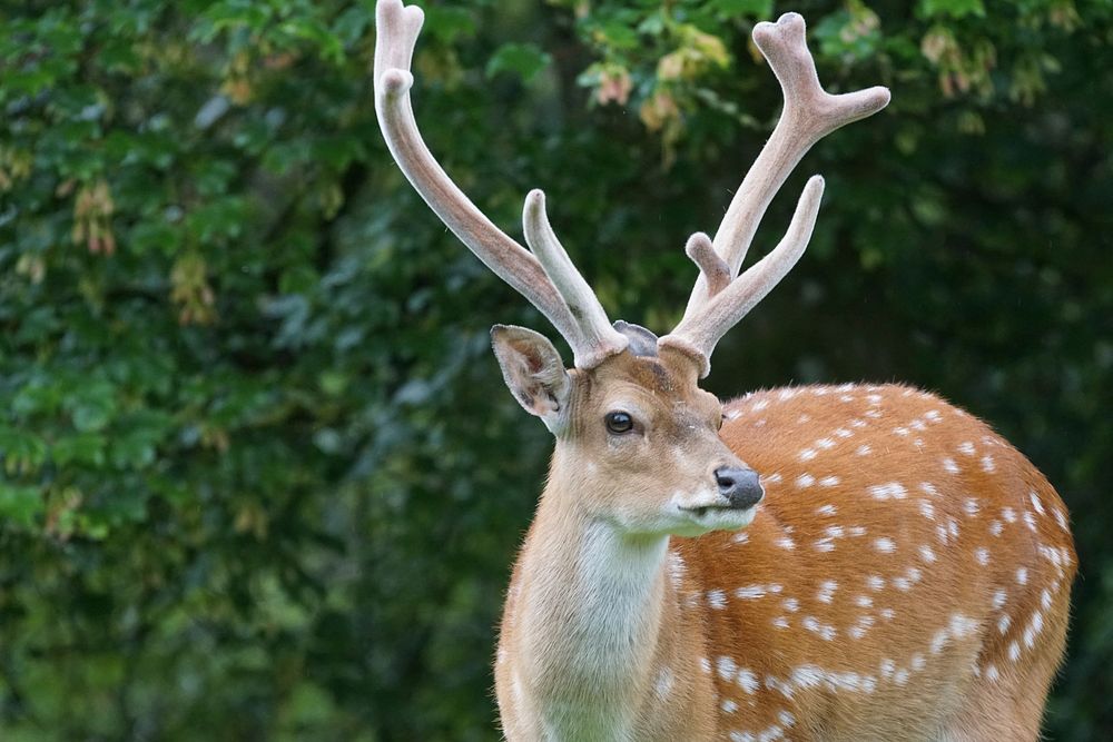Chital deer. Free public domain CC0 photo.