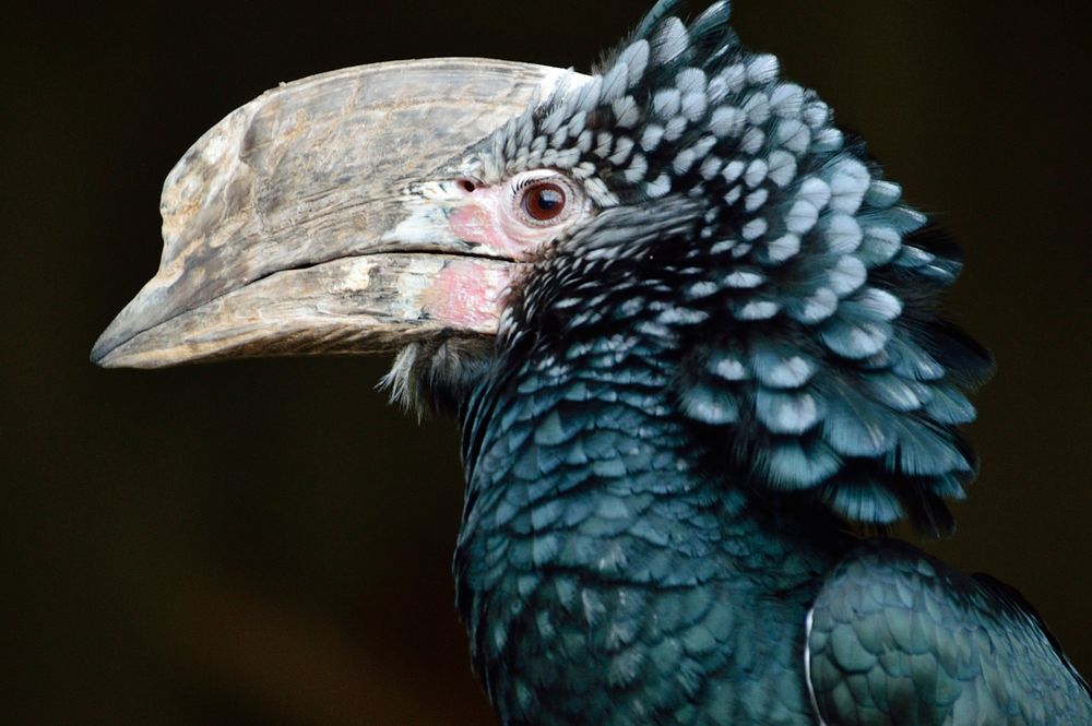 Silvery cheeked hornbill, animal photography. Free public domain CC0 image.