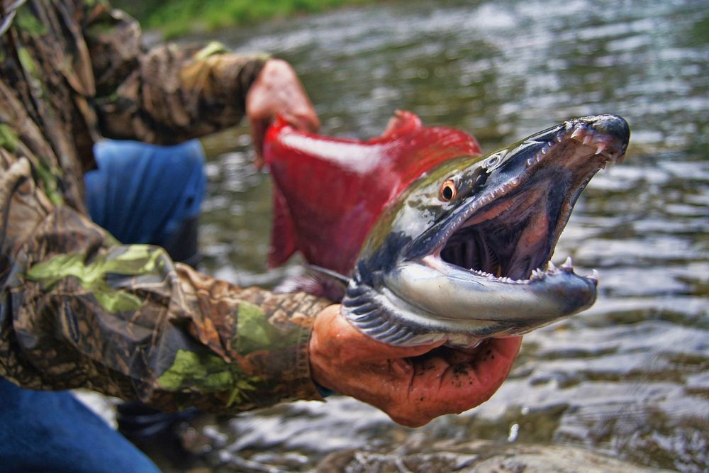 Man holding sockeye salmon fish. Free public domain CC0 photo.