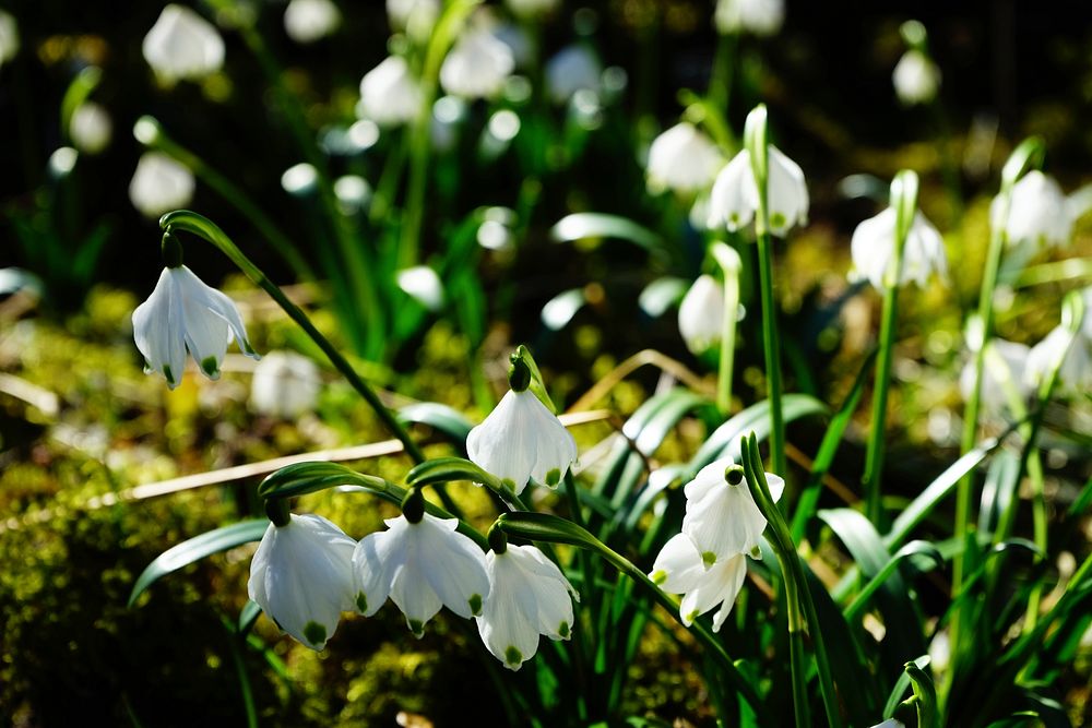 Spring snowflake background. Free public domain CC0 photo.