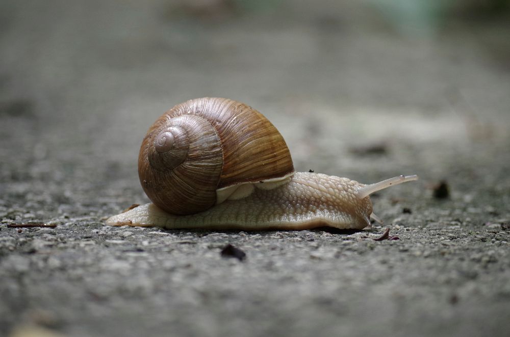Snail crawling in nature closeup. Free public domain CC0 image.
