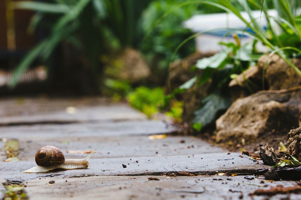 Snail crawling in nature closeup. Free public domain CC0 photo.