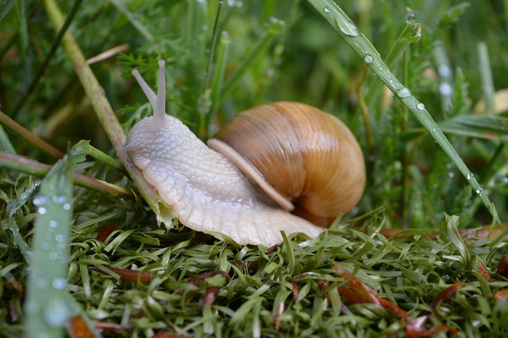 Snail crawling in nature closeup. Free public domain CC0 photo.