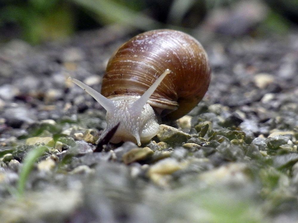 Snail crawling in nature closeup. Free public domain CC0 photo.