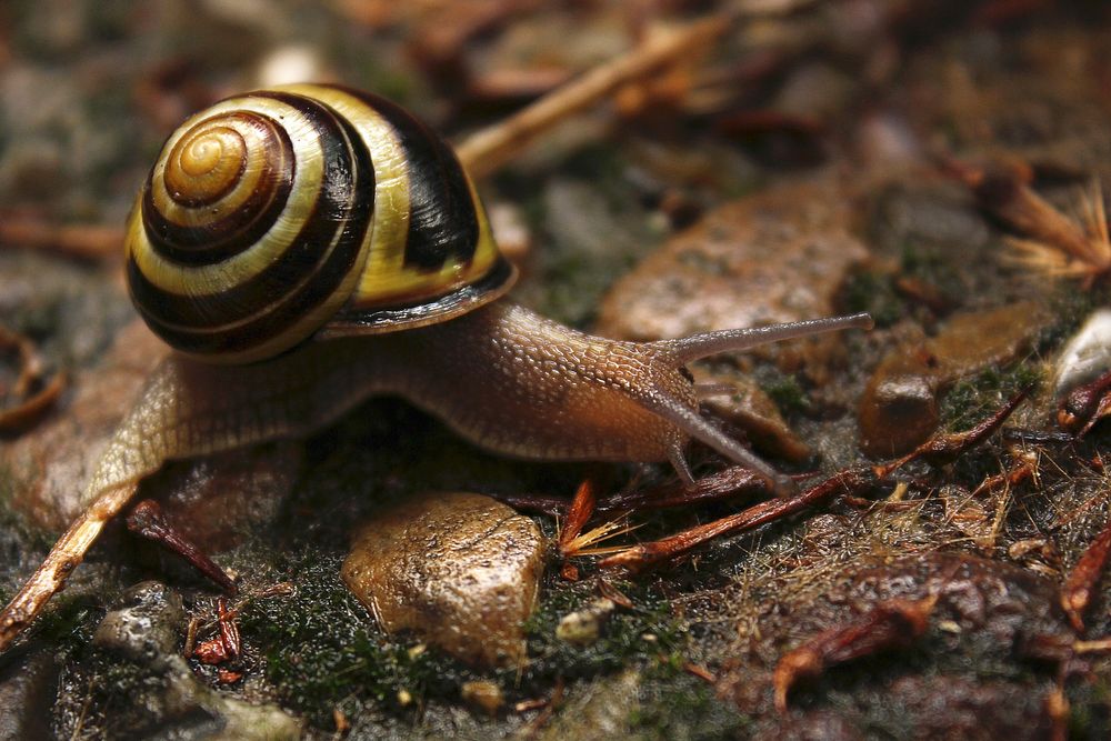 Snail crawling in nature closeup. Free public domain CC0 image.