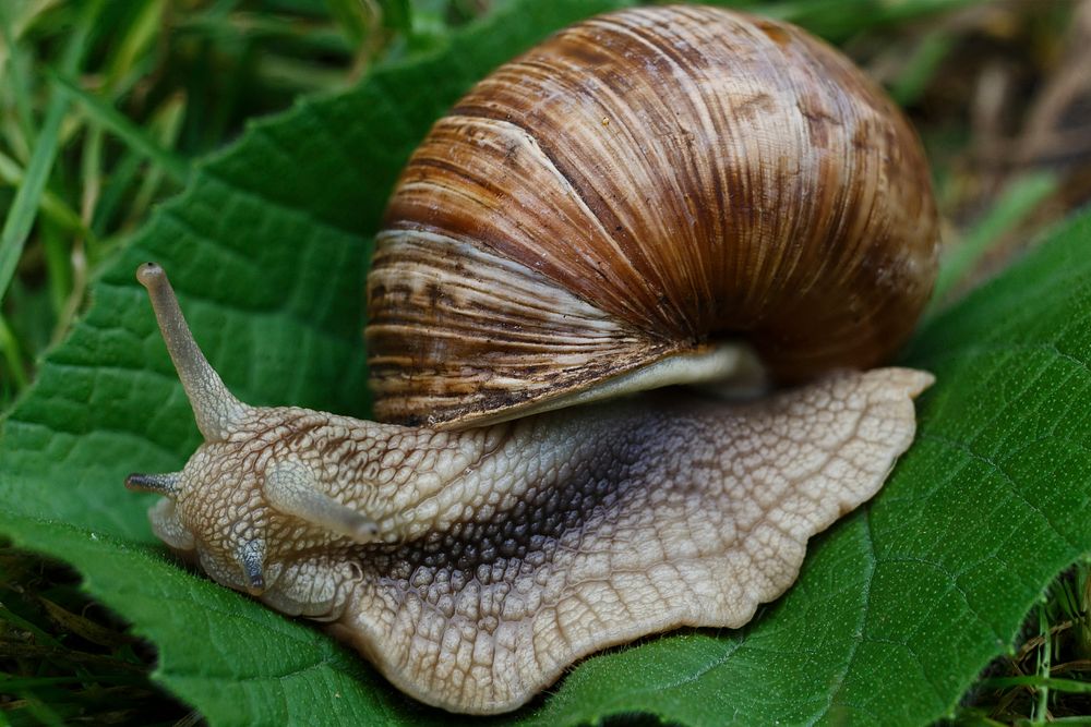 Snail closeup in nature. Free public domain CC0 image.