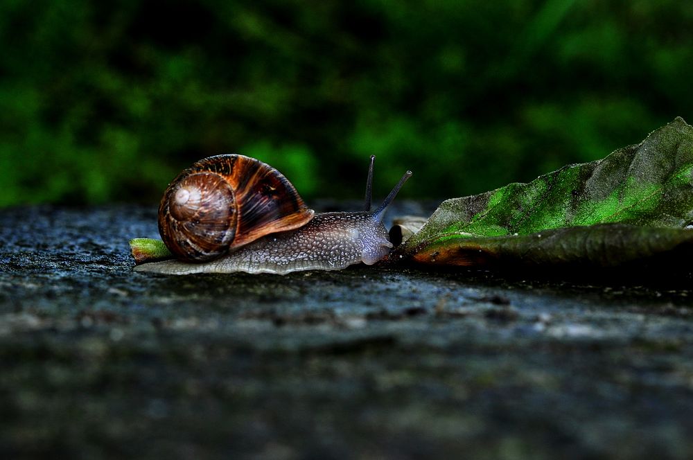 Snail crawling in nature closeup. Free public domain CC0 photo.