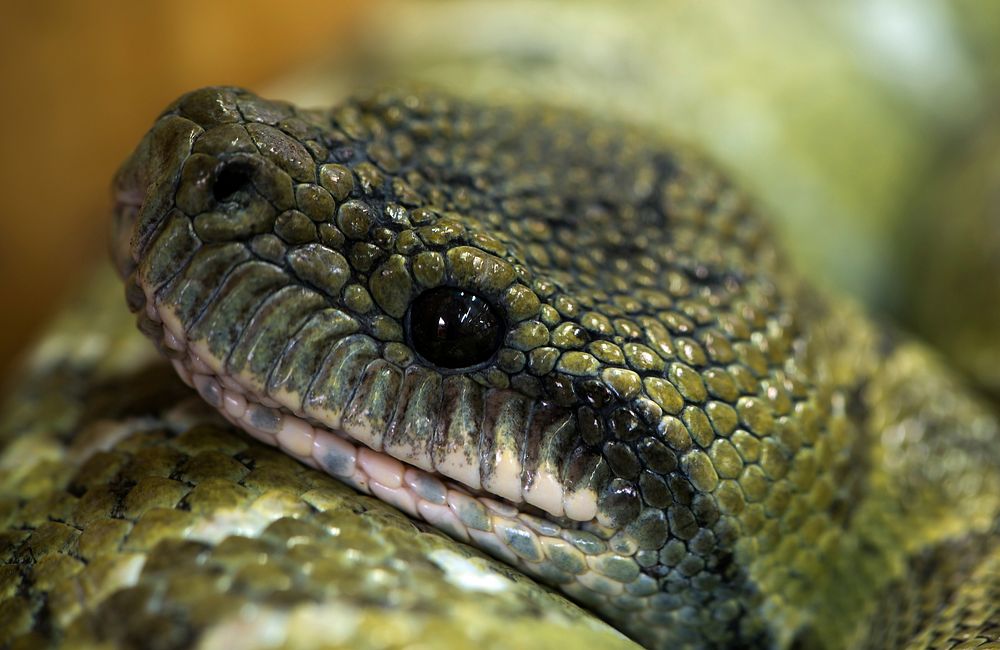 Rattlesnake in nature closeup. Free public domain CC0 photo.