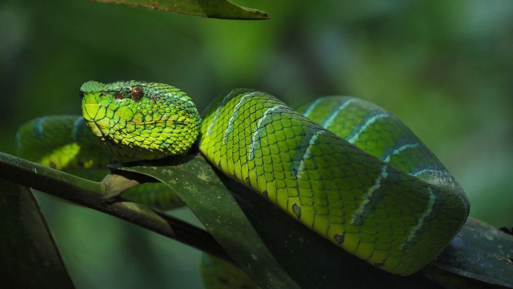 Exotic green snake closeup. Free public domain CC0 image.