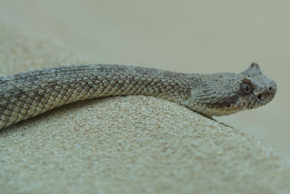 Snake & reptile animal. Free public domain CC0 image