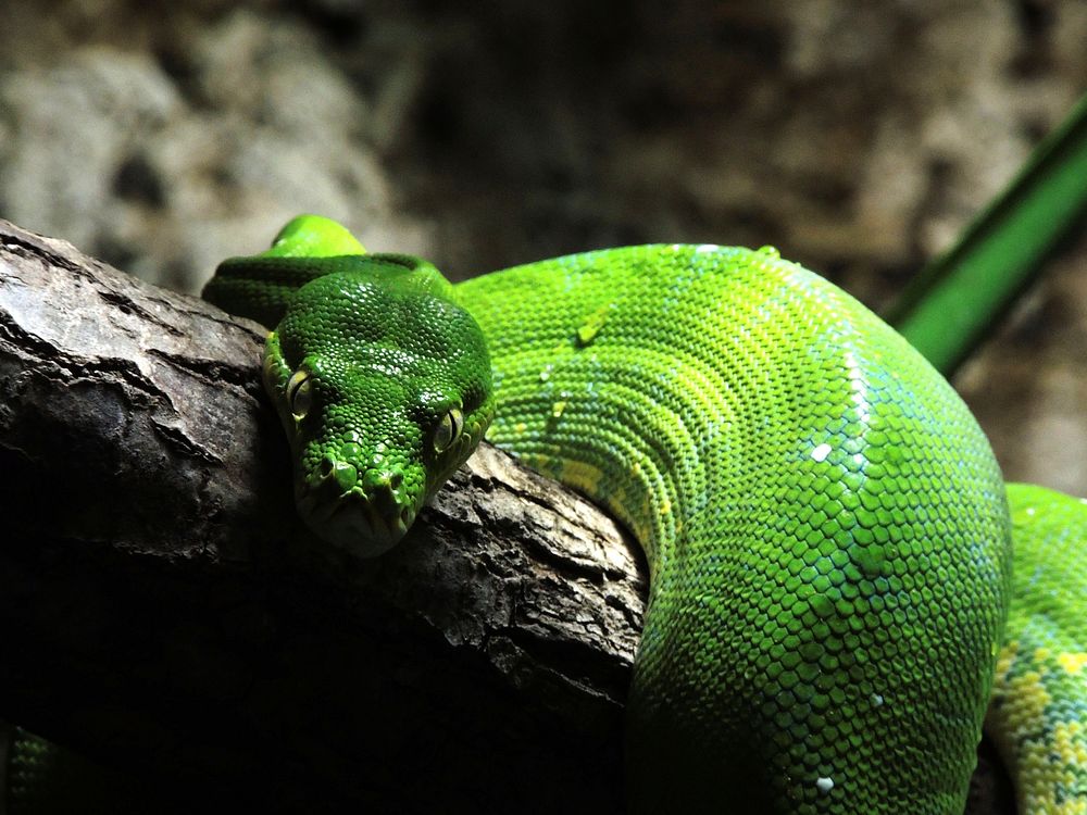 Green snake in a rainforest jungle. Free public domain CC0 image.