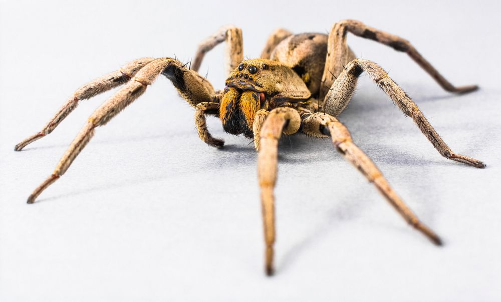 Armed spider, animal photography. Free public domain CC0 image.