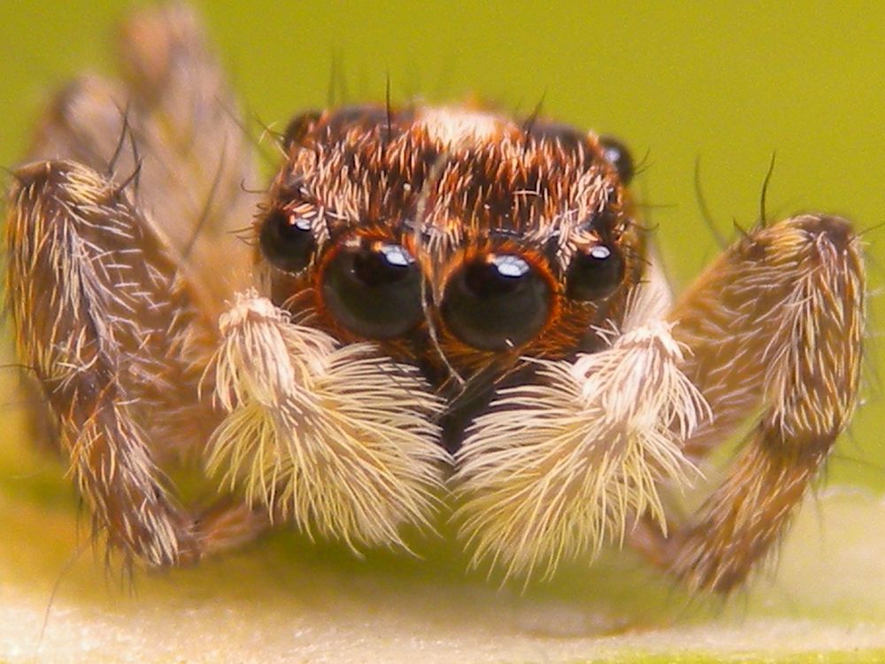 Spider close up, macro photography. Free public domain CC0 image.