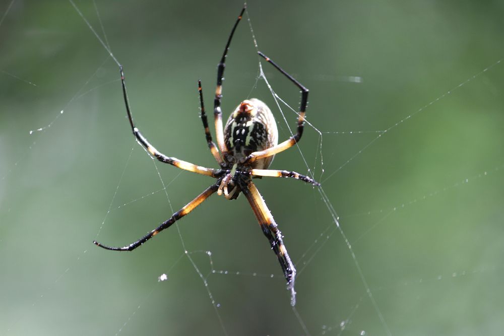 Spider in web, animal photography. Free public domain CC0 image.