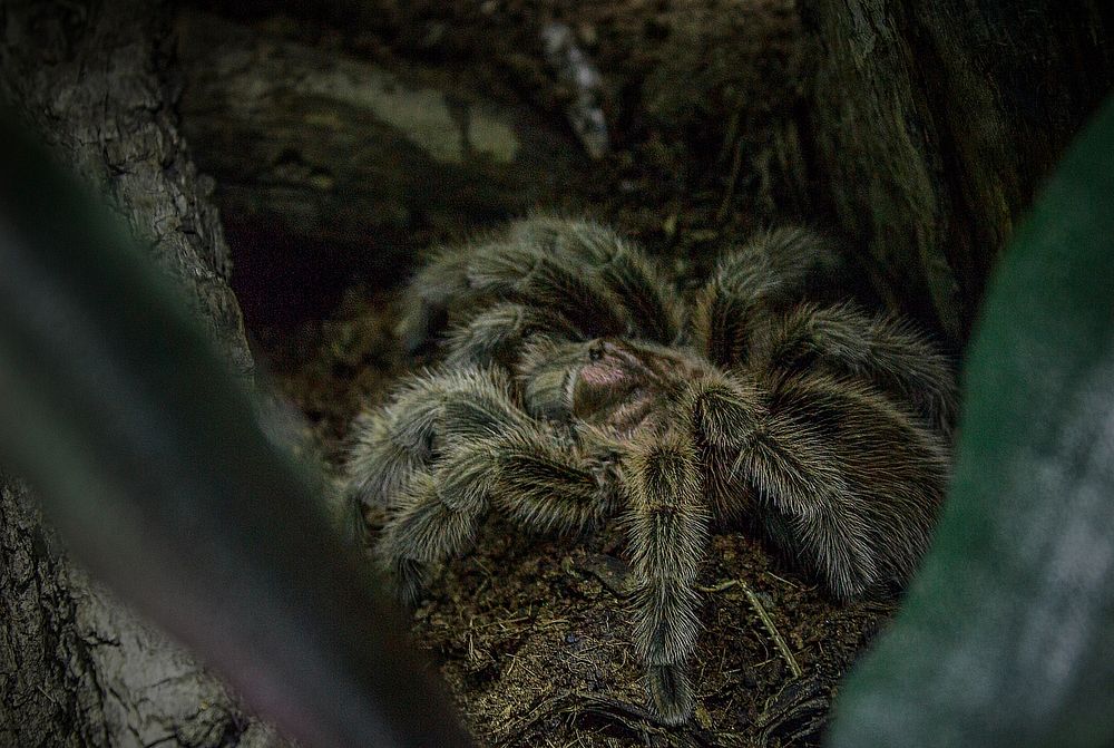 Tarantula spider, animal photography. Free public domain CC0 image.