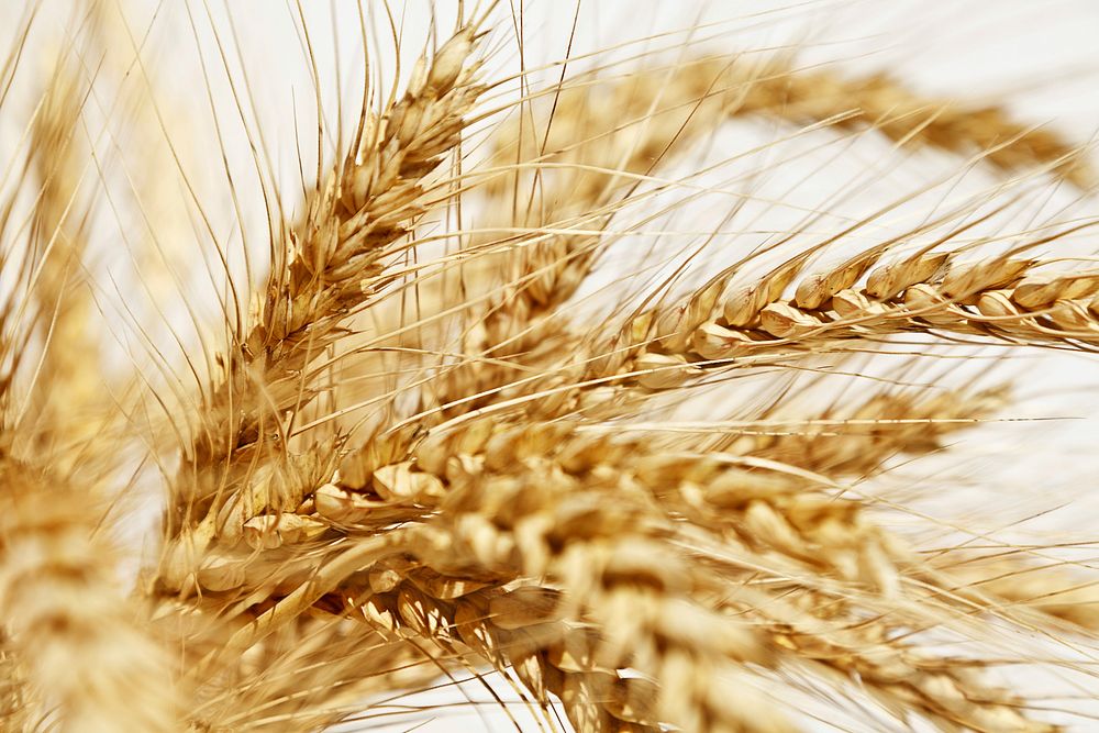 Wheat field. Free public domain CC0 photo.