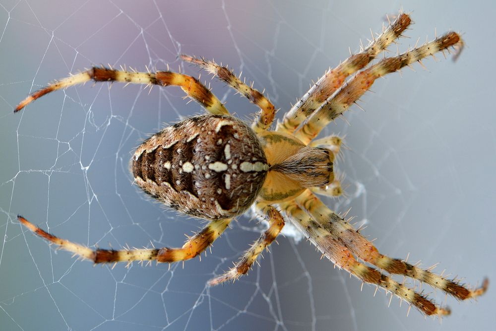 Spider in web, animal photography. Free public domain CC0 image.