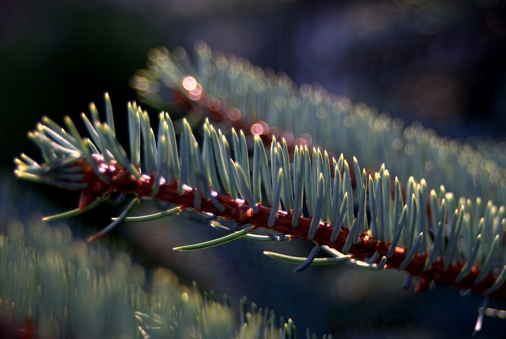 Pine branch, aesthetic nature background. Free public domain CC0 photo.
