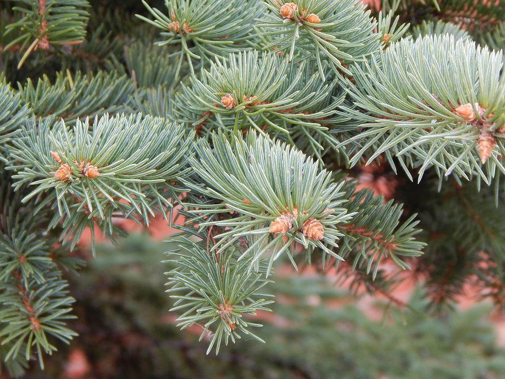 Conifer cone, pine tree, nature background. Free public domain CC0 photo.