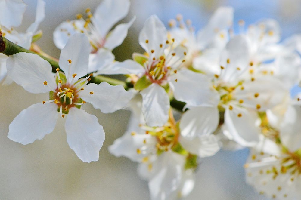 White cherry blossom. Free public domain CC0 photo.