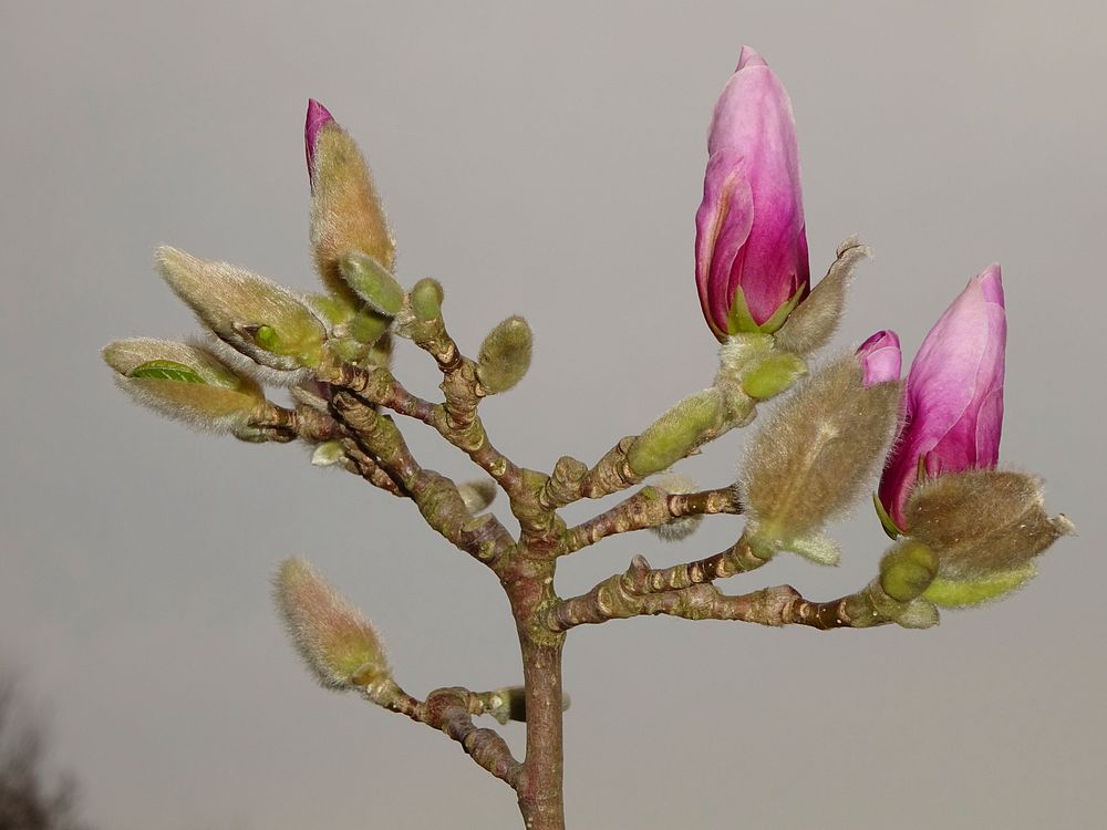 Pink magnolia buds. Free public domain CC0 image.