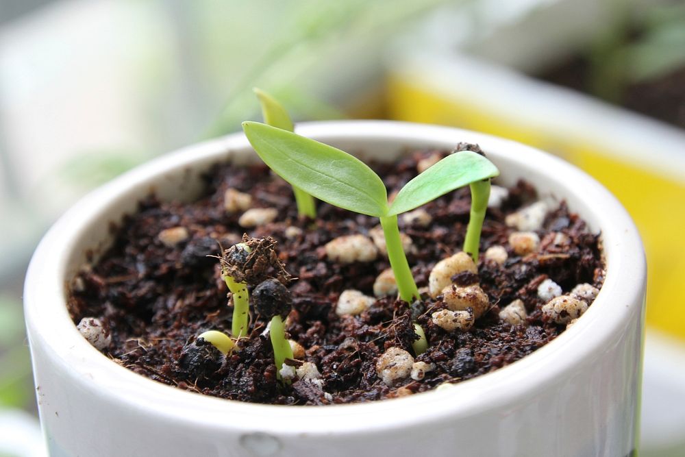 Potted plant. Free public domain CC0 image.