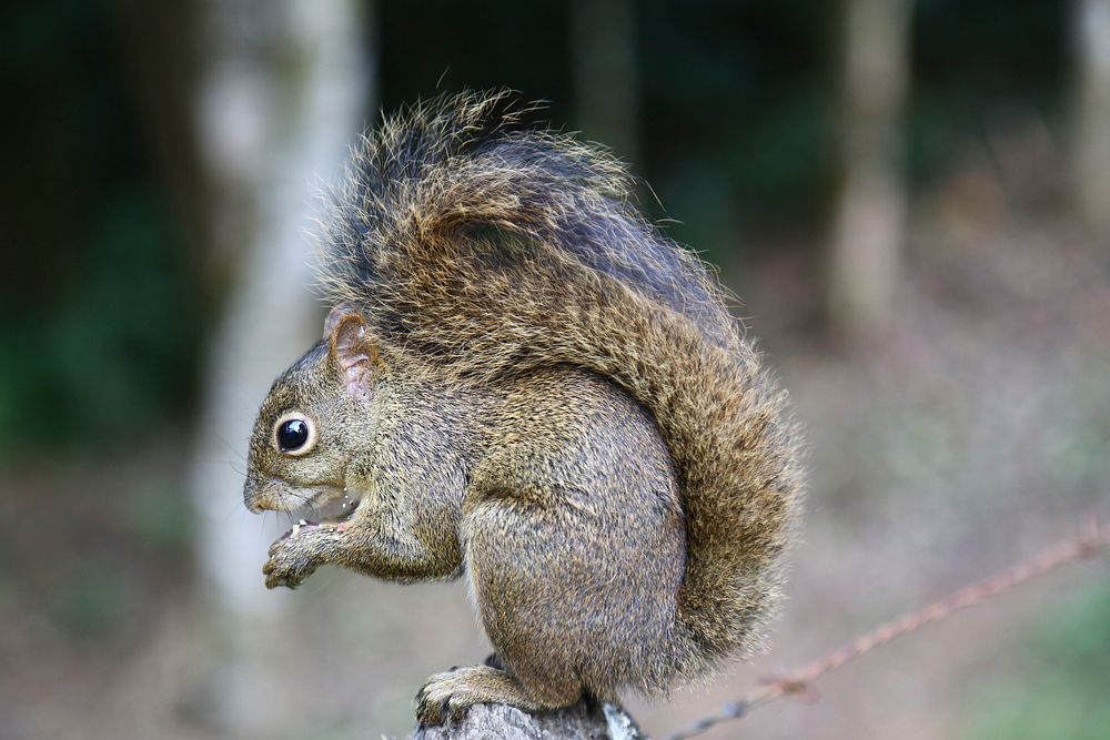 Cute squirrel eating nut image. Free public domain CC0 image.