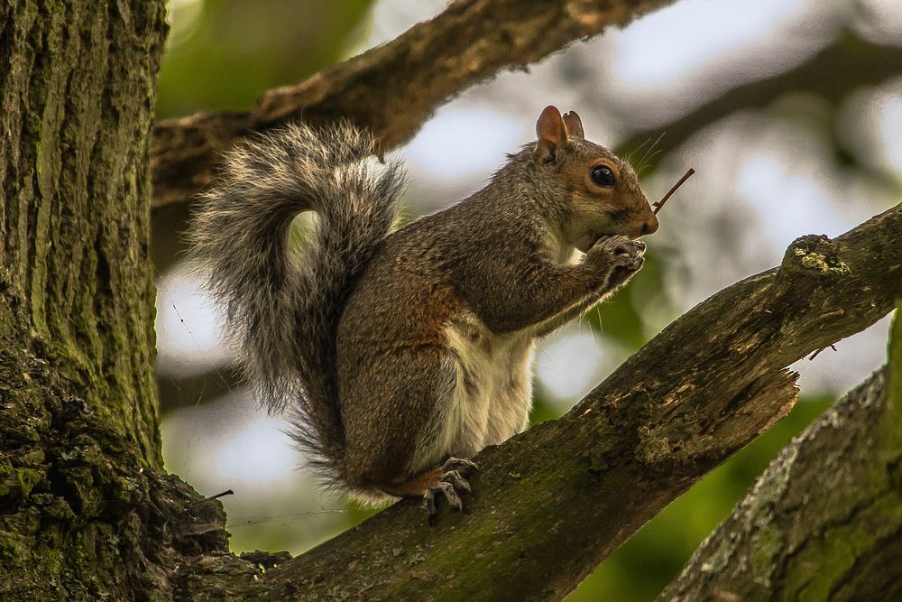 Cute squirrel eating nut image. Free public domain CC0 image.